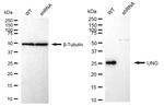 UNG Antibody in Western Blot (WB)