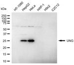 UNG Antibody in Western Blot (WB)