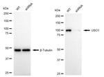 VDP Antibody in Western Blot (WB)