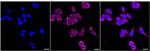 VAPA Recombinant Rabbit Monoclonal Antibody (24GB2580)