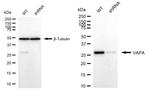 VAPA Antibody in Western Blot (WB)