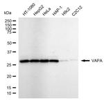 VAPA Antibody in Western Blot (WB)