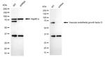VEGFD Antibody in Western Blot (WB)