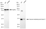 VEGFD Antibody in Western Blot (WB)