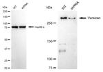 Versican Antibody in Western Blot (WB)