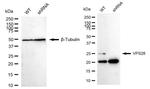 VPS28 Antibody in Western Blot (WB)