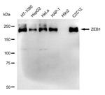 ZEB1 Recombinant Rabbit Monoclonal Antibody (24GB2265)