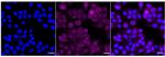 ZPR1 Recombinant Rabbit Monoclonal Antibody (24GB1805)