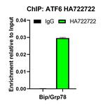 ATF6 Antibody in ChIP Assay (ChIP)
