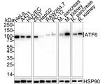 ATF6 Antibody in Western Blot (WB)