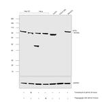 ATF6 Antibody in Western Blot (WB)