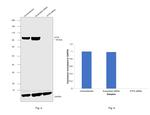 ATF6 Antibody in Western Blot (WB)