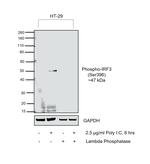 Phospho-IRF3 (Ser396) Antibody