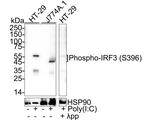 Phospho-IRF3 (Ser396) Antibody in Western Blot (WB)