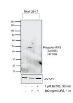 Phospho-IRF3 (Ser396) Antibody in Western Blot (WB)