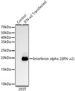 Interferon alpha-2 Antibody in Western Blot (WB)