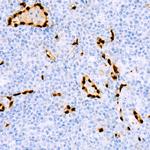 ERG Antibody in Immunohistochemistry (Paraffin) (IHC (P))