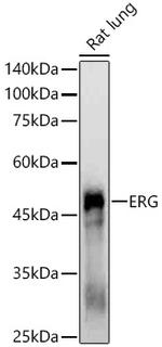 ERG Antibody in Western Blot (WB)