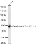 CYP2E1 Antibody in Western Blot (WB)