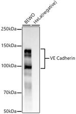 VE-cadherin Antibody in Western Blot (WB)