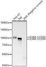 ICAM-1 Antibody in Western Blot (WB)