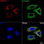 FKBP10 Antibody in Immunocytochemistry (ICC/IF)