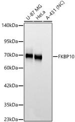 FKBP10 Antibody in Western Blot (WB)