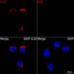 IL-22 Antibody in Immunocytochemistry (ICC/IF)