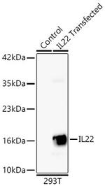 IL-22 Antibody in Western Blot (WB)