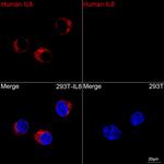 IL-8 (CXCL8) Antibody in Immunocytochemistry (ICC/IF)