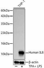 IL-8 (CXCL8) Antibody in Western Blot (WB)