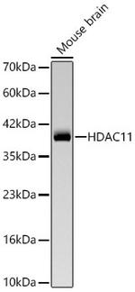 HDAC11 Recombinant Rabbit Monoclonal Antibody (9I4N2)