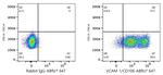 VCAM-1 Antibody in Flow Cytometry (Flow)