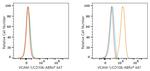 VCAM-1 Antibody in Flow Cytometry (Flow)