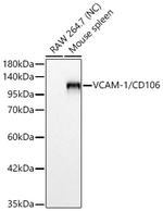 VCAM-1 Antibody in Western Blot (WB)