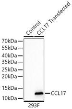TARC Recombinant Rabbit Monoclonal Antibody (2F6L8)