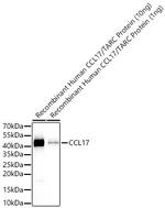 TARC Antibody in Western Blot (WB)
