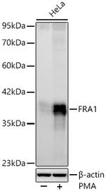 Fra1 Recombinant Rabbit Monoclonal Antibody (8M3Q2)