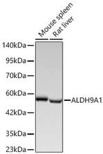 ALDH9A1 Antibody in Western Blot (WB)