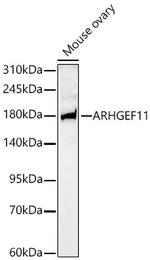 ARHGEF11 Recombinant Rabbit Monoclonal Antibody (1I7H7)