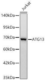 ATG13 Recombinant Rabbit Monoclonal Antibody (4L5P5)