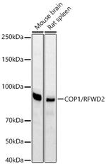 RFWD2 Antibody in Western Blot (WB)