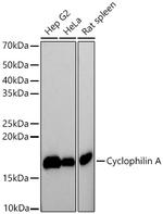 Cyclophilin A Antibody in Western Blot (WB)