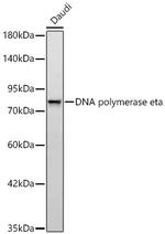 POLH Recombinant Rabbit Monoclonal Antibody (1Y6C10)