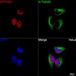 EFTUD2 Antibody in Immunocytochemistry (ICC/IF)