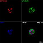 EFTUD2 Antibody in Immunocytochemistry (ICC/IF)