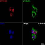 EFTUD2 Recombinant Rabbit Monoclonal Antibody (2Z1K3)