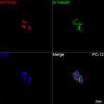 EFTUD2 Antibody in Immunocytochemistry (ICC/IF)