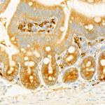 eIF4G Recombinant Rabbit Monoclonal Antibody (0B8X7)