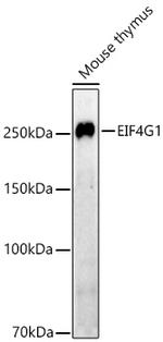 eIF4G Antibody in Western Blot (WB)